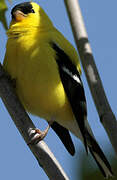 American Goldfinch