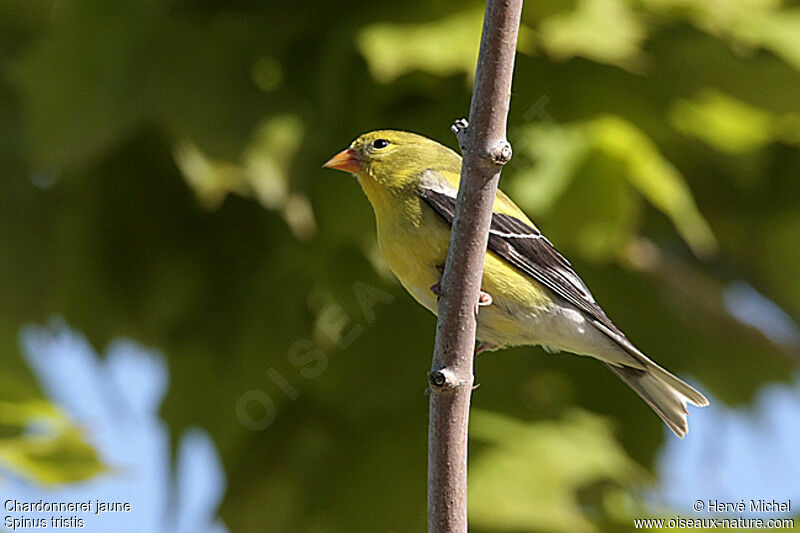 American Goldfinch female adult breeding