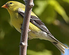 Chardonneret jaune