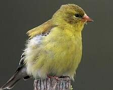 American Goldfinch