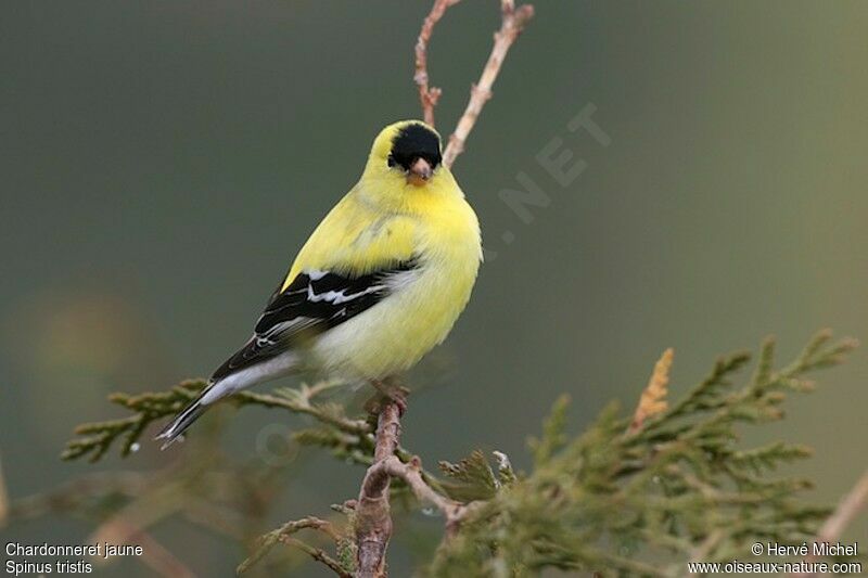 Chardonneret jaune mâle adulte