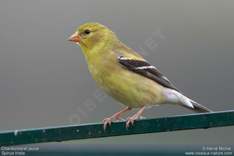 American Goldfinch female adult