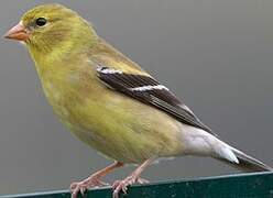 American Goldfinch