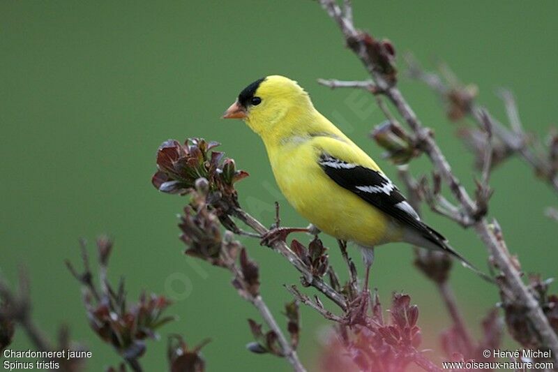 Chardonneret jaune mâle adulte