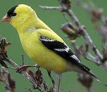 American Goldfinch