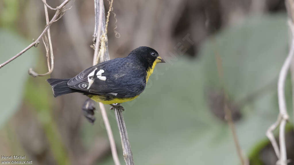 Lesser Goldfinch male adult, pigmentation