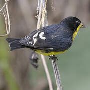 Lesser Goldfinch