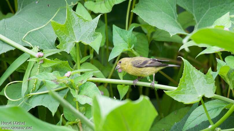 Lesser Goldfinch female adult, habitat, pigmentation