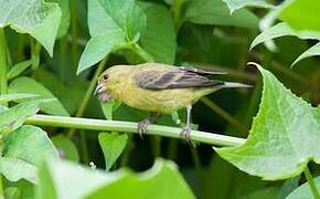 Lesser Goldfinch