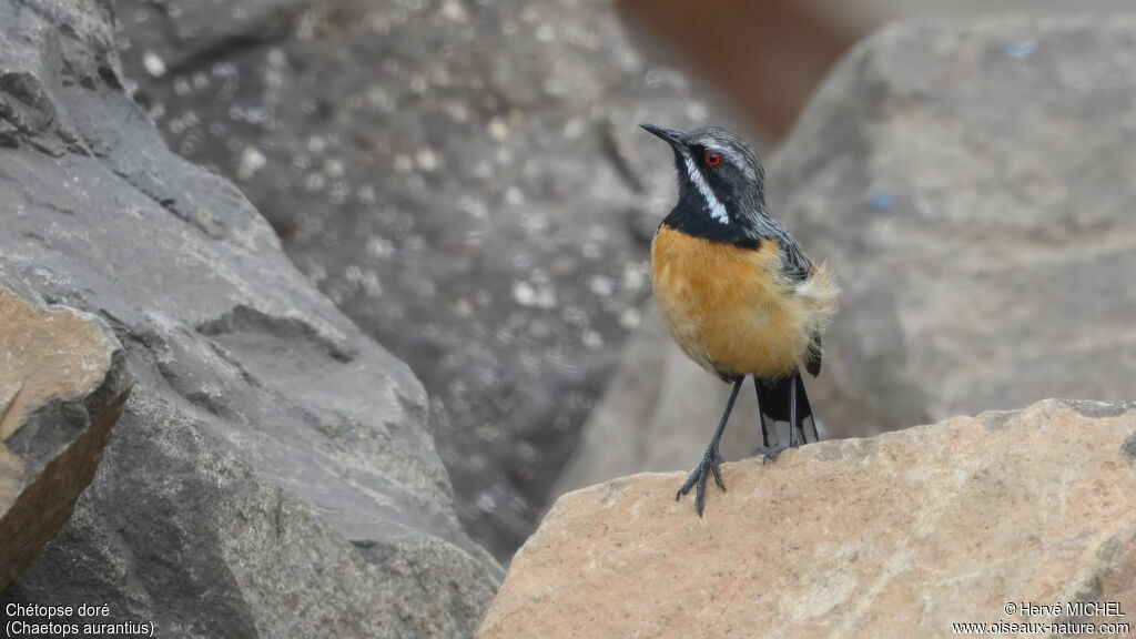 Chétopse doré
