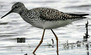 Lesser Yellowlegs