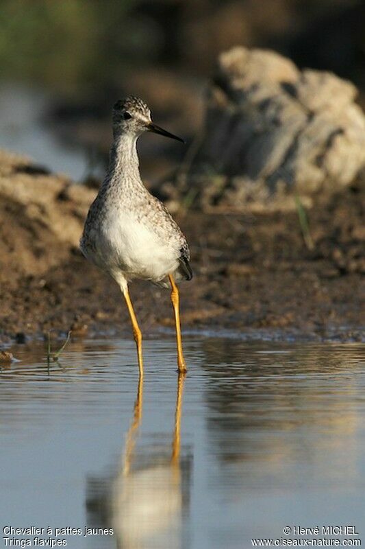 Lesser Yellowlegs, identification