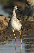 Lesser Yellowlegs