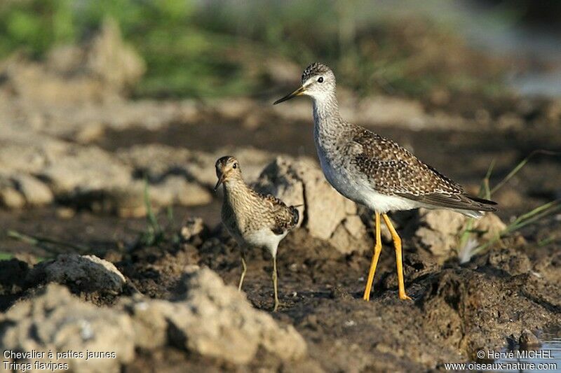 Lesser Yellowlegs, identification