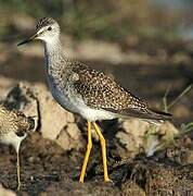 Lesser Yellowlegs