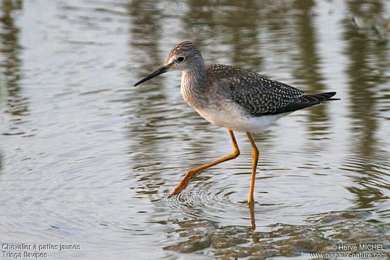 Lesser Yellowlegs, identification