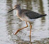 Lesser Yellowlegs