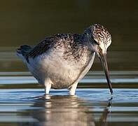 Common Greenshank