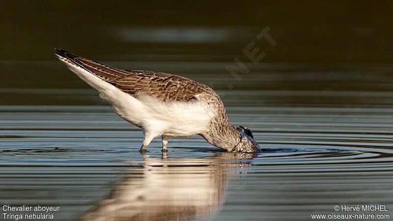 Common Greenshank, identification