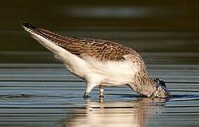 Common Greenshank