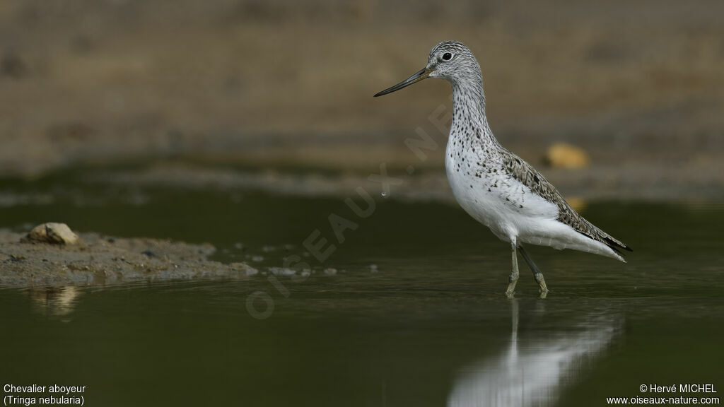 Common Greenshank