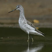 Common Greenshank