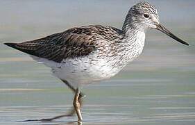 Common Greenshank