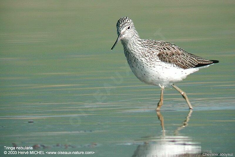 Common Greenshank