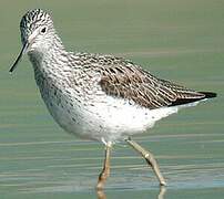 Common Greenshank