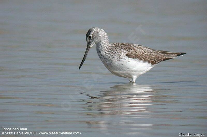 Common Greenshank