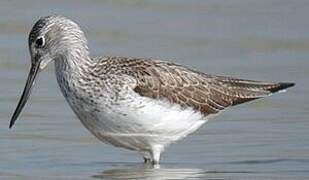 Common Greenshank