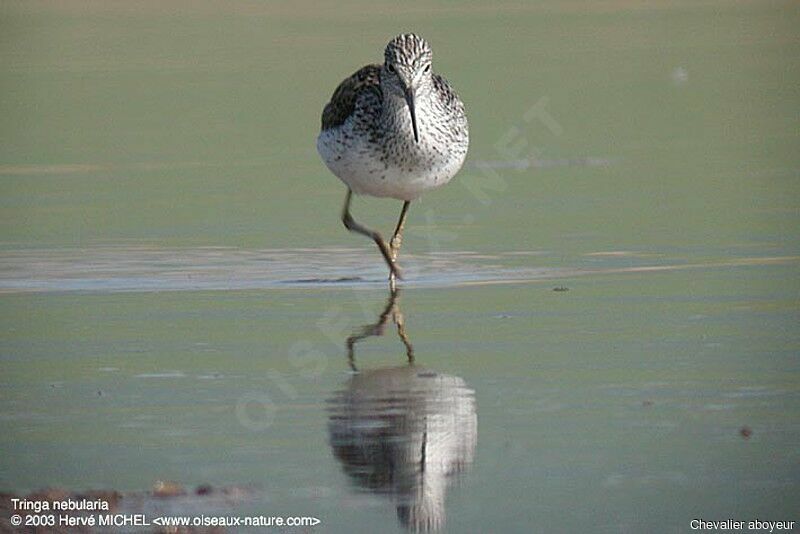 Common Greenshank