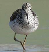 Common Greenshank