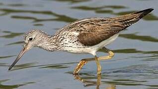 Common Greenshank