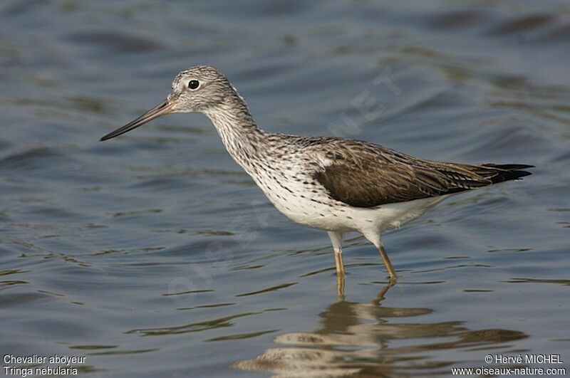 Common Greenshankadult breeding, identification