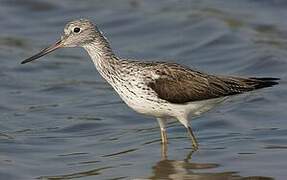 Common Greenshank