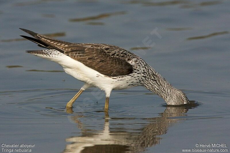 Common Greenshankadult breeding, Behaviour