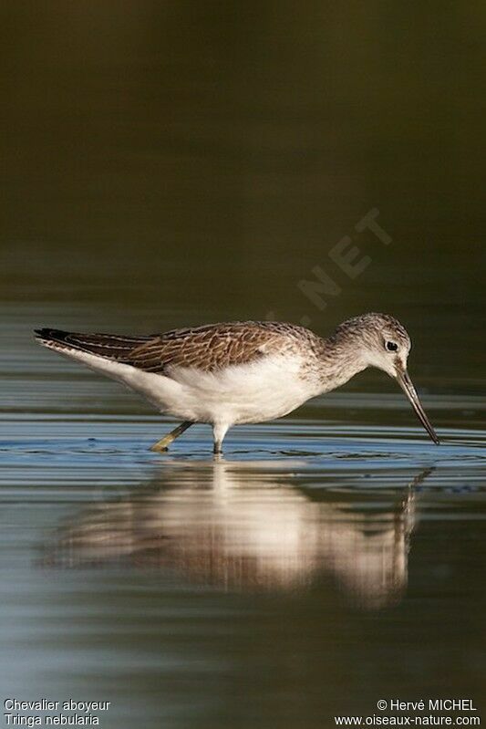 Common Greenshank, identification