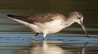 Common Greenshank