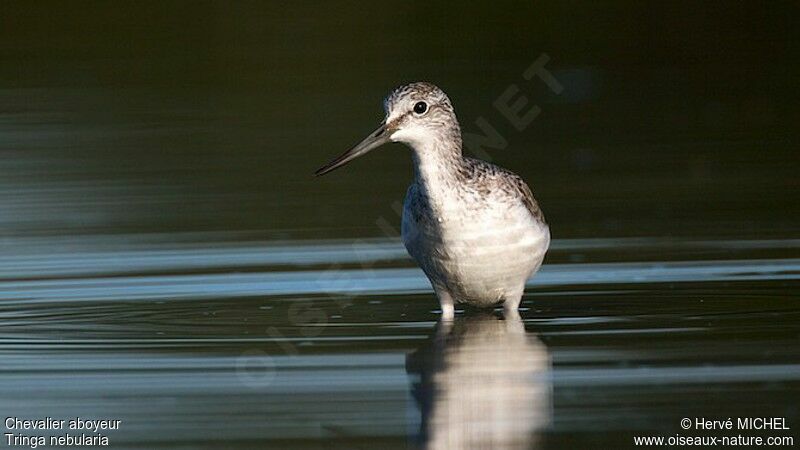 Common Greenshank, identification