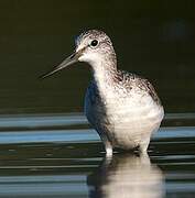 Common Greenshank