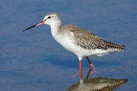 Spotted Redshank