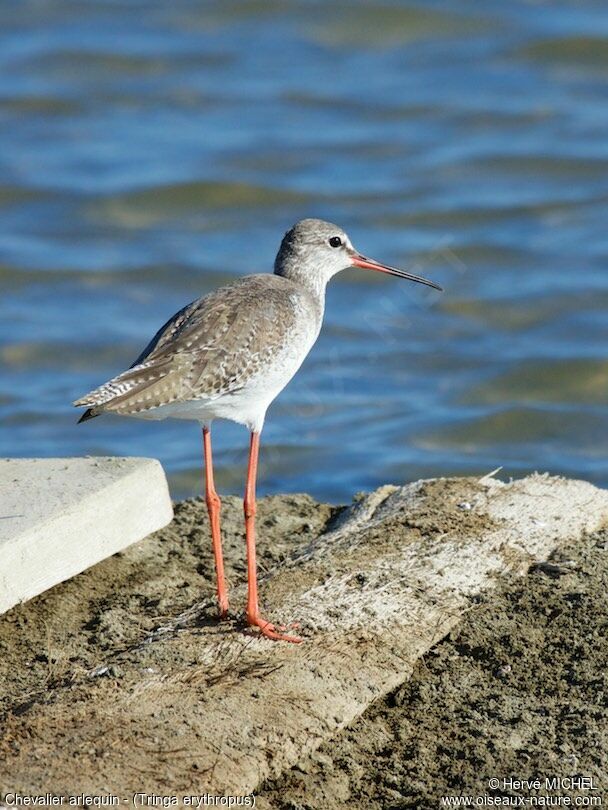 Chevalier arlequinimmature