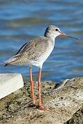 Spotted Redshank