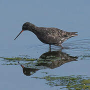 Spotted Redshank