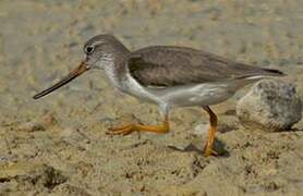 Terek Sandpiper