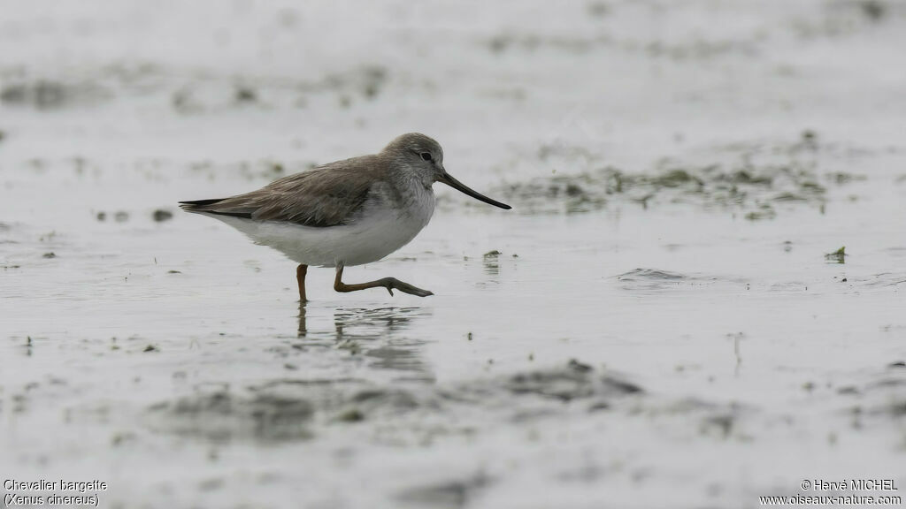 Chevalier bargette, identification