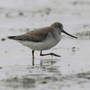 Terek Sandpiper