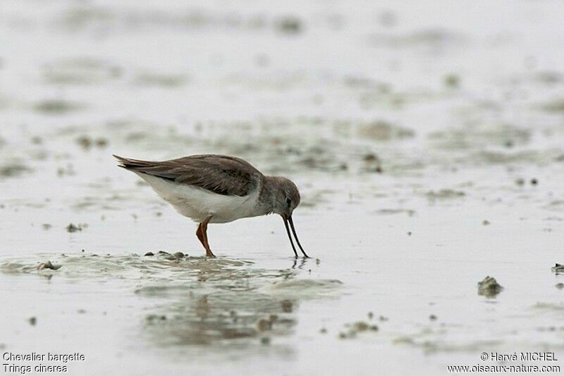 Terek Sandpiper, identification