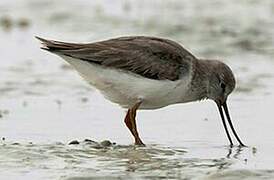 Terek Sandpiper